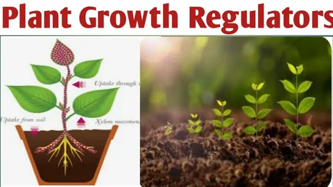 植物成長規制当局：現代農業の触媒